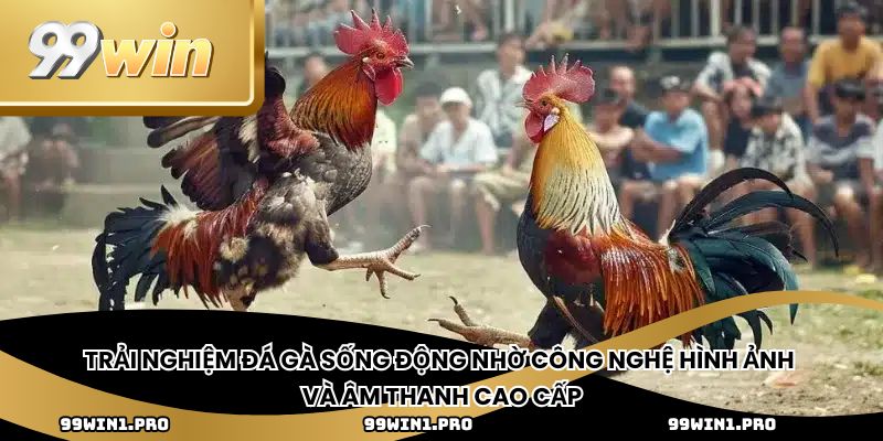 Trải nghiệm đá gà sống động nhờ công nghệ hình ảnh và âm thanh cao cấp
