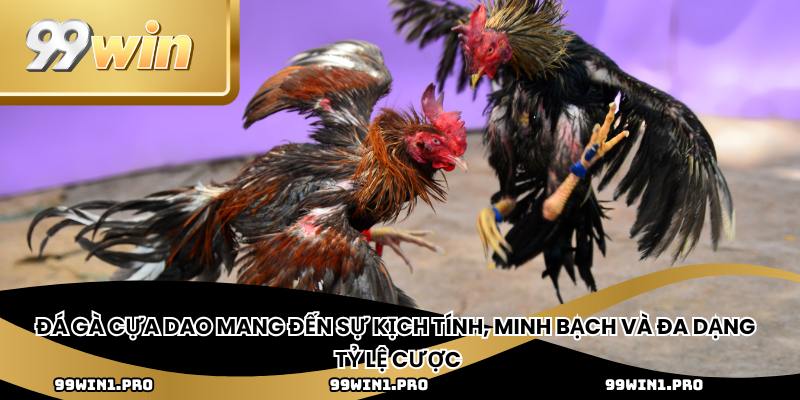 Đá gà cựa dao mang đến sự kịch tính, minh bạch và đa dạng tỷ lệ cược