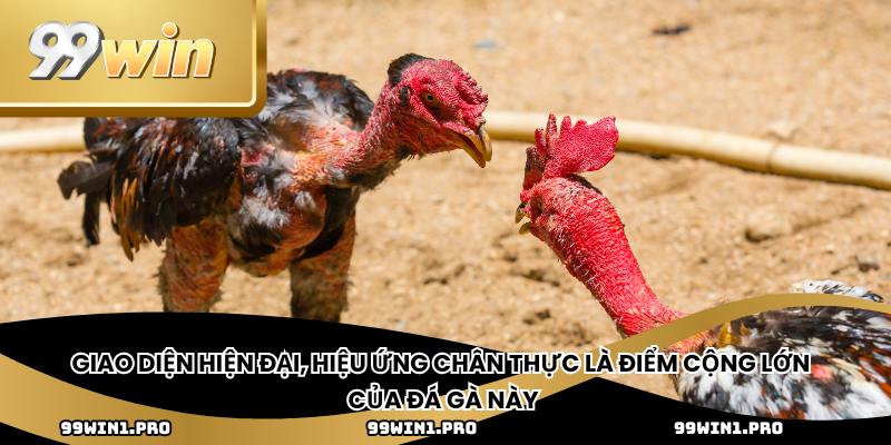Giao diện hiện đại, hiệu ứng chân thực là điểm cộng lớn của đá gà này