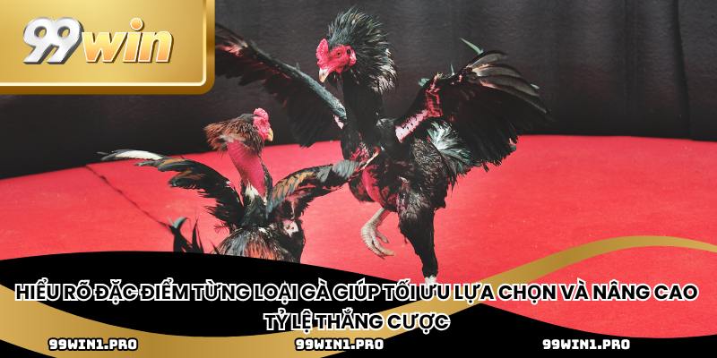 Hiểu rõ đặc điểm từng loại gà giúp tối ưu lựa chọn và nâng cao tỷ lệ thắng cược