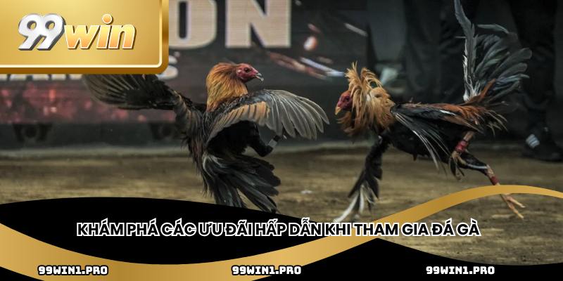 Khám phá đá gà Thomo với những điểm nổi bật và hấp dẫn